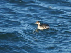 Podiceps nigricollis