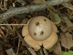 Myriostoma