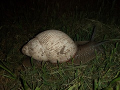 Megalobulimus lorentzianus