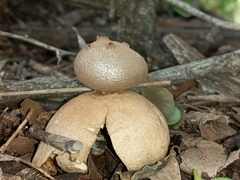 Myriostoma