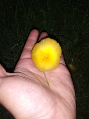 Fungi