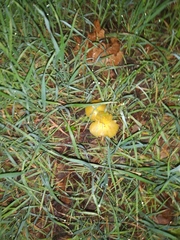 Fungi