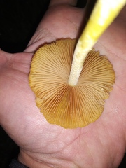Fungi