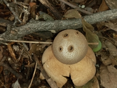 Myriostoma