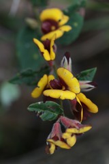 Bossiaea ornata