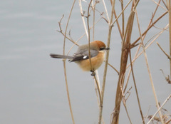 Lanius bucephalus