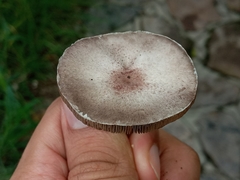 Agaricus diminutivus