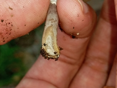 Agaricus diminutivus