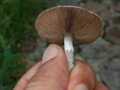 Agaricus diminutivus