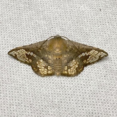 Canaea hyalospila