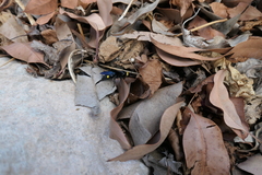 Laeviscolia frontalis