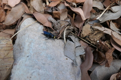 Laeviscolia frontalis