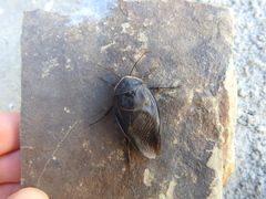 Polyphaga aegyptiaca