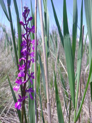 Anacamptis palustris elegans