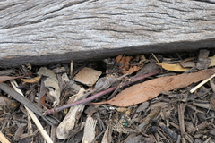 Laeviscolia frontalis