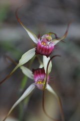 Caladenia heberleana