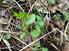 Viola mauritii