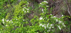 Malus mandshurica