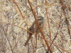 Emberiza cioides
