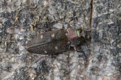 Chrysobothris affinis