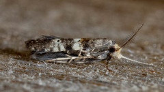 Tanaoctena pygmaeodes