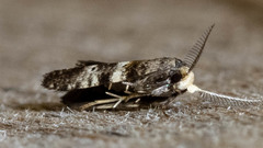 Tanaoctena pygmaeodes