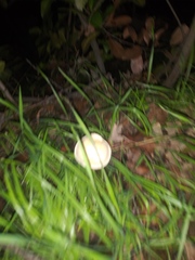 Fungi