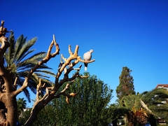 Streptopelia decaocto