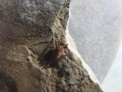 Arctosa personata