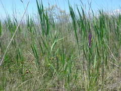 Anacamptis palustris elegans