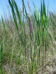 Anacamptis palustris elegans