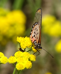 Acraea neobule