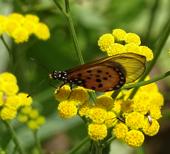 Acraea neobule