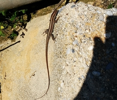 Anatololacerta ibrahimi