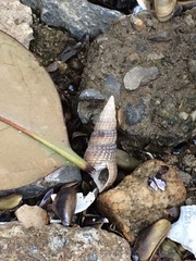 Semisulcospira erythrozona