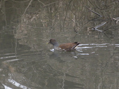 Gallinula chloropus