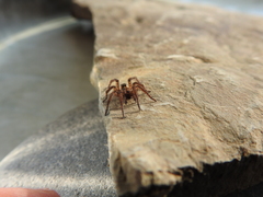 Arctosa personata