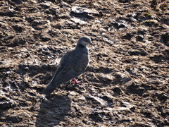 Streptopelia lugens
