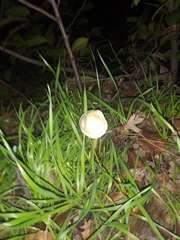 Fungi
