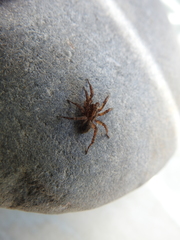 Arctosa personata