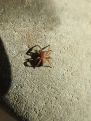 Arctosa personata