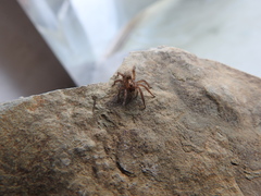 Arctosa personata