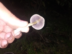 Fungi
