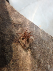 Arctosa personata