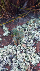 Trichodiadema marlothii