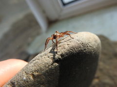 Arctosa personata