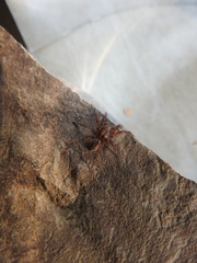 Arctosa personata