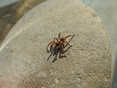 Arctosa personata
