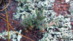 Trichodiadema marlothii