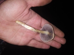 Fungi